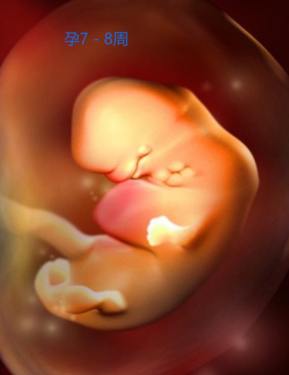 胎儿身体器官形成过程（胎儿在妈妈体内如何形成）(5)